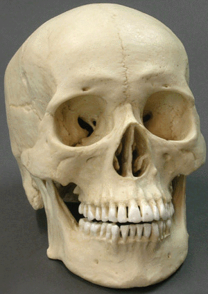 Asian skull