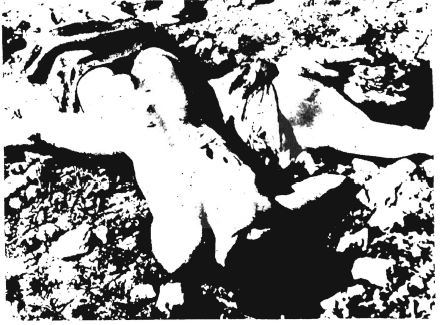 Nazi concentration-camp victims? No, these are the corpses of Arab villagers butchered by Jewish terrorists at Deir Yassin.
