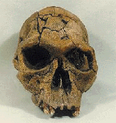 Homo habilis with saggital keel