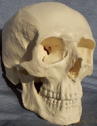 Caucasian skull