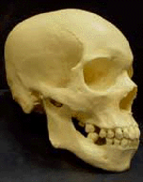African-American skull