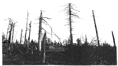 This forest is being destroyed by acid rain, a consequence of the continuing use by U.S. industries of high-polluting fuels, which pour millions of tons of sulfuric and nitric acids into the atmosphere from factory and power plant chimneys every year. Growing economic pressures will lead to even more use of such fuels in the future, and most U.S. forests and the wildlife in them will be increasingly threatened.