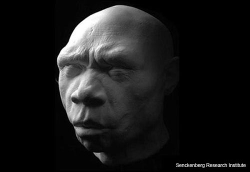 “Miquelon” -- Homo heidelbergensis