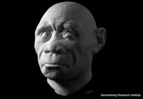 “The Hobbit” -- Homo floresiensis