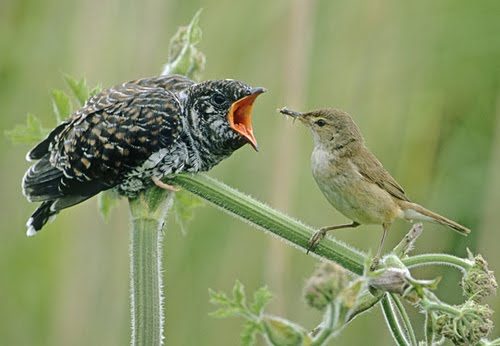 This cuckoo chick, left, has parasitized its reed warbler "parent," right. Whites have also been parasitized, on many levels.