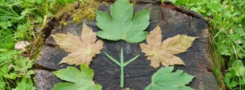 rune-leaves_crop