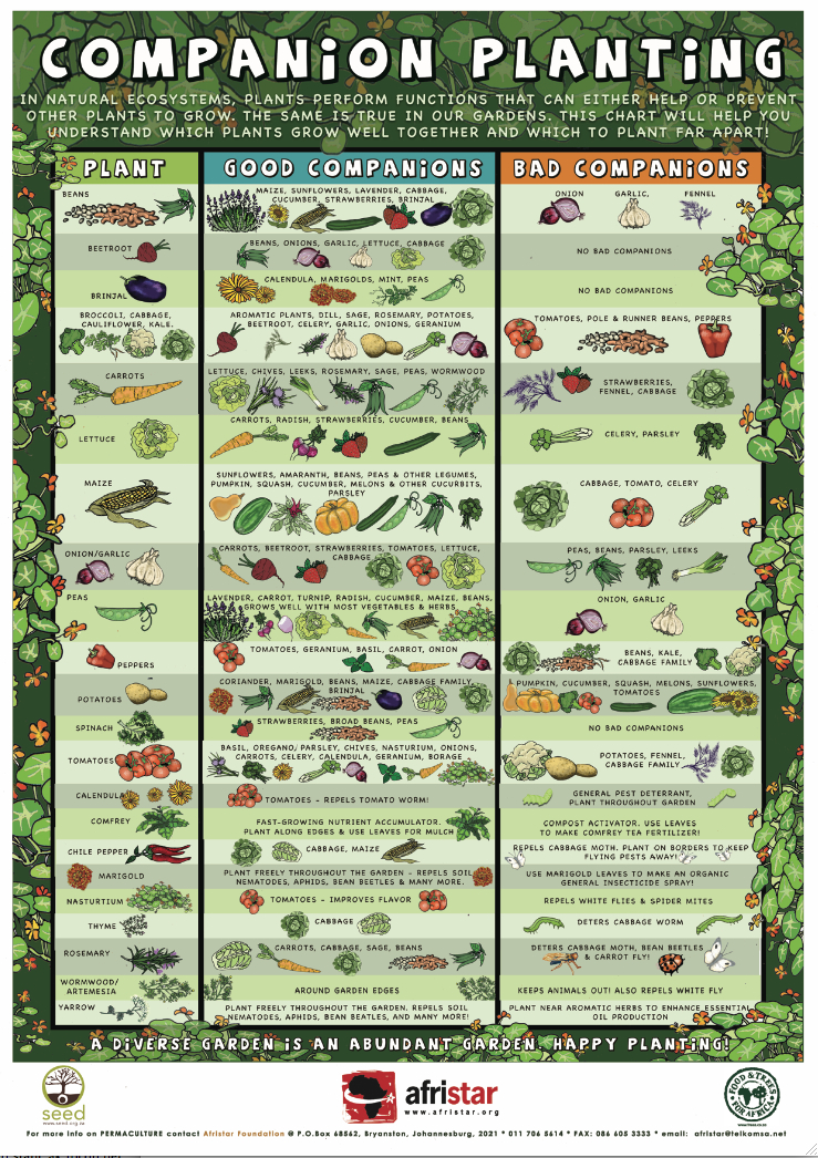companion-planting-square-foot-gardening-chart-all-about-hobby