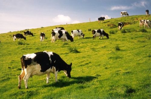 cowsinireland-568x372