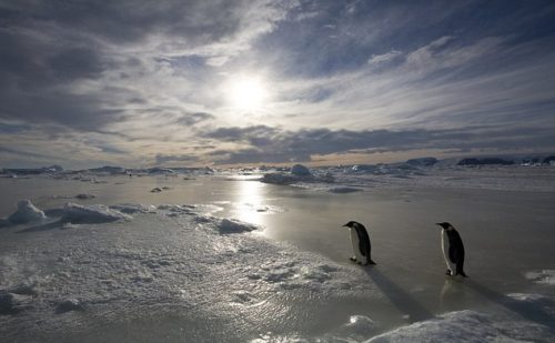 penguin_march_into_the_night_crop