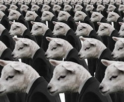 Conformity-Sheep2-250
