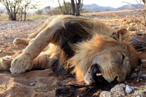 Dead Lion