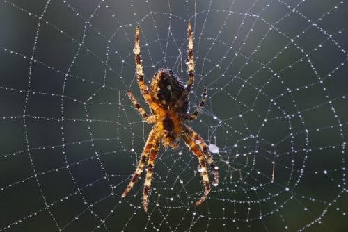 Spider In Web