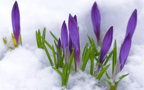 flowers_in_early_spring