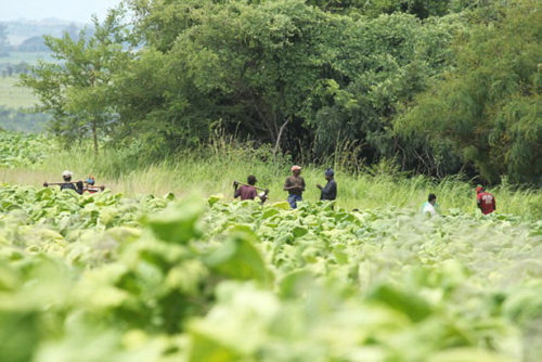 Mr Rankin invested £300,000 in his current tobacco crop, which has now been seized by Black thugs under color of law.