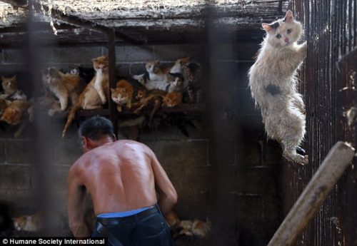 Cats Terrified by Chinese Torturers