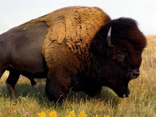 American-bison-720x540