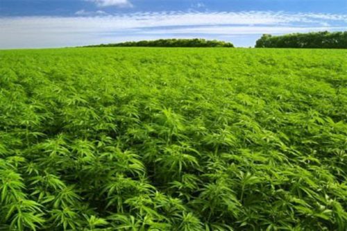 marijuana-field