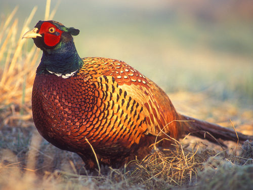 pheasant