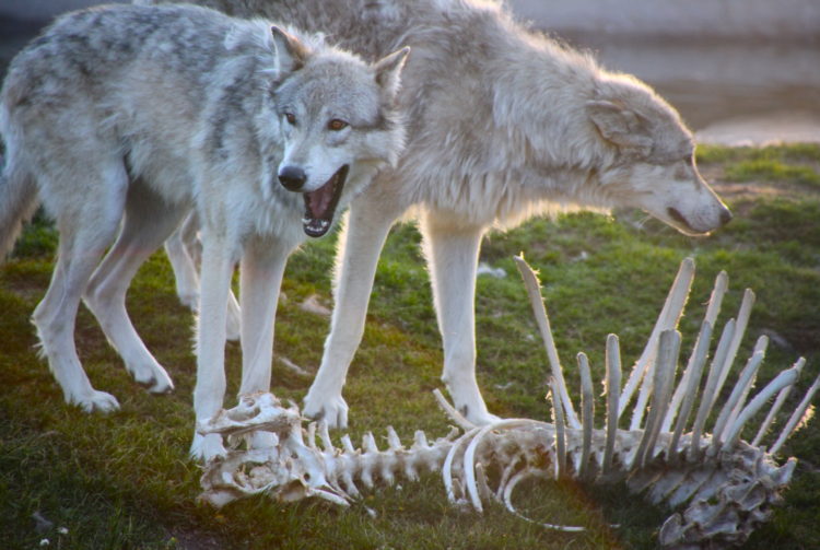 wolves_and_bones